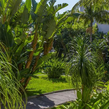 Buganvilia Funchal (Madeira)